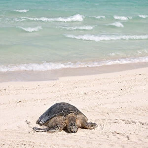 Hawaiian Green Turtle / Chelonia mydas resting on beach This species is listed as