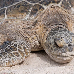 Hawaiian Green Turtle / Chelonia mydas resting on beach This species is listed as
