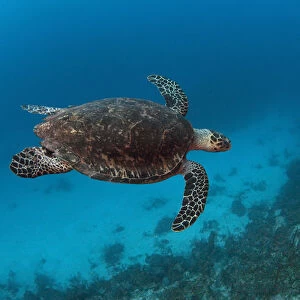 Hawksbill Turtle (Eretmochelys imbricata) Coral Reef Island, Belize Barrier Reef
