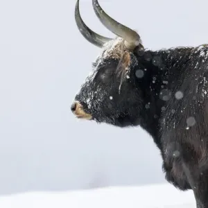 Heck Cattle in a Snowstorm Print Heck Cattle in a Snowstorm Print