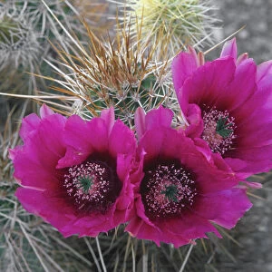 Hedgehog cactus (Echinocereus engelmannii) in bloom, Saguaro National Park, Arizona, USA