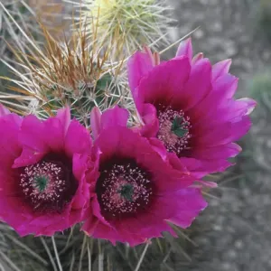 Hedgehog cactus print, Saguaro National Park