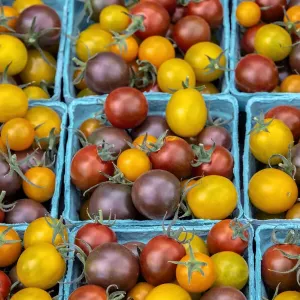 USA Heirloom Cherry Tomatoes Print USA Heirloom Cherry Tomatoes Print