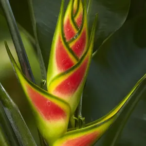Heliconia, Maire Nui Botanical Gardens, Titakaveka, Rarotonga, Cook Islands