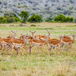 A herd if impala in the Masai Mara, Kenya, Africa