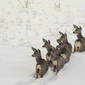 Herd of mule deer in winter, Teton Valley, Driggs, Idaho