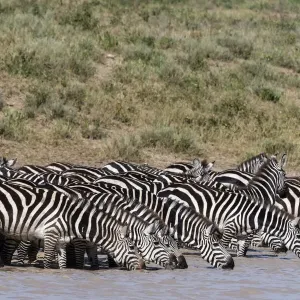 A herd of plains zebras, Equus quagga, drinking at Hidden Valley lake, Ndutu