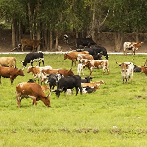 Herd of Texas Longhorn cattle in green pasture
