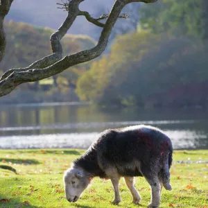 Herdwick sheep