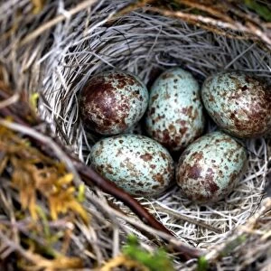 A well hidden White-Crowned Sparrow (Zonotrichia leucophrys) nest with several egg