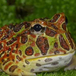 Hochrotiger dekorierter Pinguinfrosch, Ceratophrys ornata unter kontrollierten Bedingungen Hochrotiger dekorierter Pinguinfrosch, Ceratophrys ornata unter kontrollierten Bedingungen