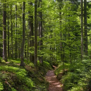 Hiking trail in primeval forest in the National Park Bavarian Forest near Sankt Oswald. Europe, Central Europe, Germany, Bavaria