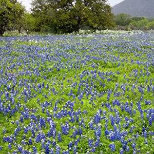 Hill Country, Texas, Bluebonnets and Oak tree
