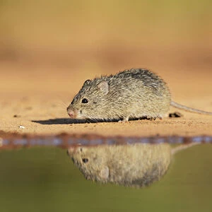 Hispid Cotton Rat (Sigmodon hispidus), adult at waters edge, South Texas, USA