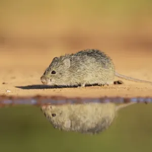 Hispid Cotton Rat Print - South Texas Waters Edge