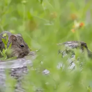 Hispid Cotton Rat (Sigmodon hispidus) feeding