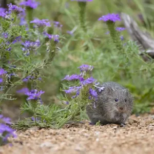 Hispid Cotton Rat (Sigmodon hispidus) feeding