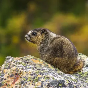 Hoary Marmot (Marmota caligata). Jasper National Park, Alberta, Canada