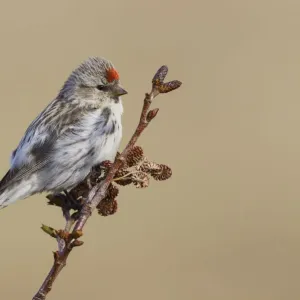 Hoary Redpoll Print (Alaska, North America) Hoary Redpoll Print (Alaska, North America)