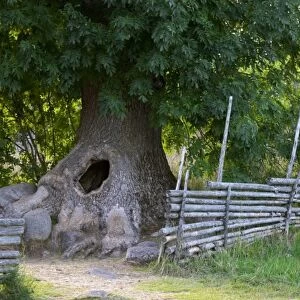 The hollow tree where the children could hide. The original location where Astrid