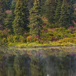 Homer, Alaska, autumn, fireweed