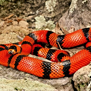 Honduran Milk Snake (Tangerine Phase), Lampropeltis triangulum hondurensis, Native
