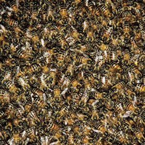 Honey Bee, Apis mellifera, bees on wild honey cone, Welder Wildlife Refuge, Sinton