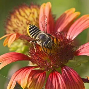 Honey Bee (Apis sp. ) gathering nector from Firewheel flower in the Falcon State Park