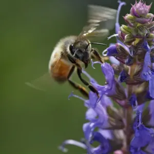 Honey bee collecting nectar, Apis mellifera, Kentucky