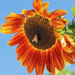Honeybee lands on a huge sunflower