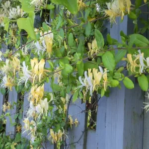 Honeysuckle, Murrells Inlet, South Carolina, USA