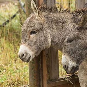 Hood River, Oregon, USA. Two donkeys taking shelter during a rain