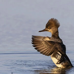 Hooded merganser female flapping wings in wetland, Marion County, Illinois