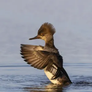 Hooded merganser female flapping wings in wetland, Marion County, Illinois Hooded merganser female flapping wings in wetland, Marion County, Illinois