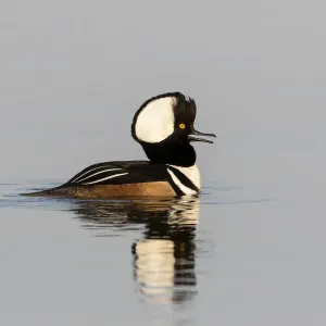 Hooded merganser male in wetland, Marion County, Illinois Hooded merganser male in wetland, Marion County, Illinois