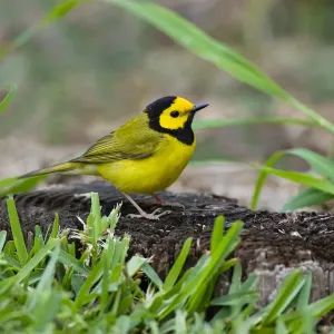 Hooded Warbler (Wilsonia citrina) perched Hooded Warbler (Wilsonia citrina) perched