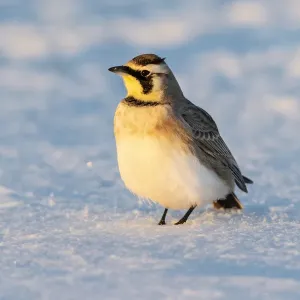 Horned lark in snow, Marion County, Illinois Horned lark in snow, Marion County, Illinois
