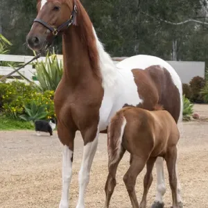 Horse with Colt Nursing Print