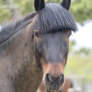 Horse, Madaket, Nantucket, Massachusetts, USA