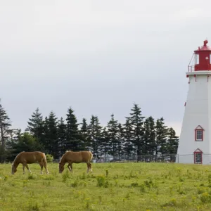 Horse Pasture and Panmure Head Lighthouse, Prince Edward Island, Canada