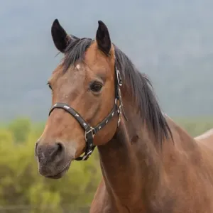 Horse posing Horse posing