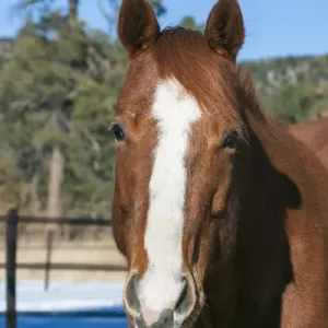 Horse posing