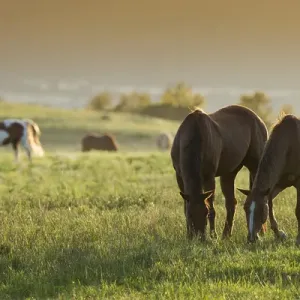 Horses grazing before sunset, Philmont Scout Ranch, Cimarron, NM