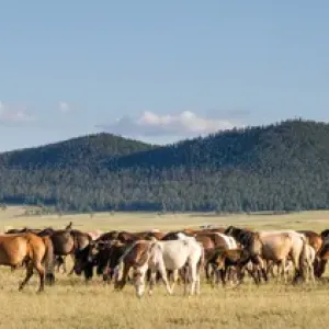 Horses being herded by riders. Mongolia Horses being herded by riders. Mongolia