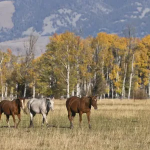 Horses just outside, Grand Teton National Park, Wyoming Horses just outside, Grand Teton National Park, Wyoming