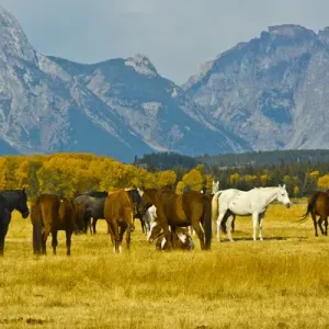 Horses in the Meadow Print, Elk Ranch Flats, Grand Teton National Park Horses in the Meadow Print, Elk Ranch Flats, Grand Teton National Park