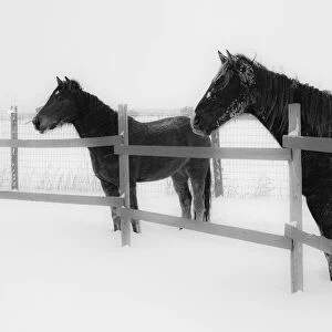 Horses in standing in snowy weather, Edgewood, New Mexico