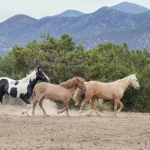 Horsing around Horsing around