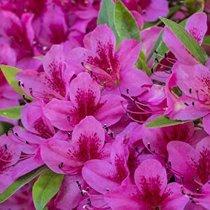 Hot pink azaleas in a garden