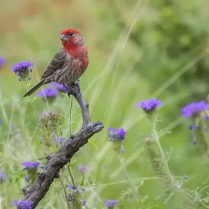 House Finch (Carpodacus mexicanus) male perched